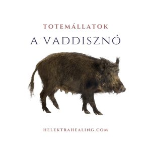 Totem Animals: The Boar