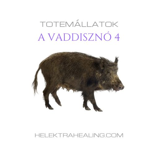 Totem Animals: The Boar