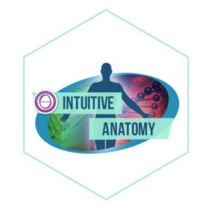 ThetaHealing® Intuitive Anatomy
