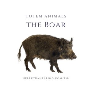 1 Totem Animals: The Boar