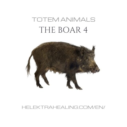 4 Totem Animals: The Boar