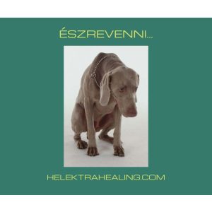 10 Napi Kihívás: Észrevenni...